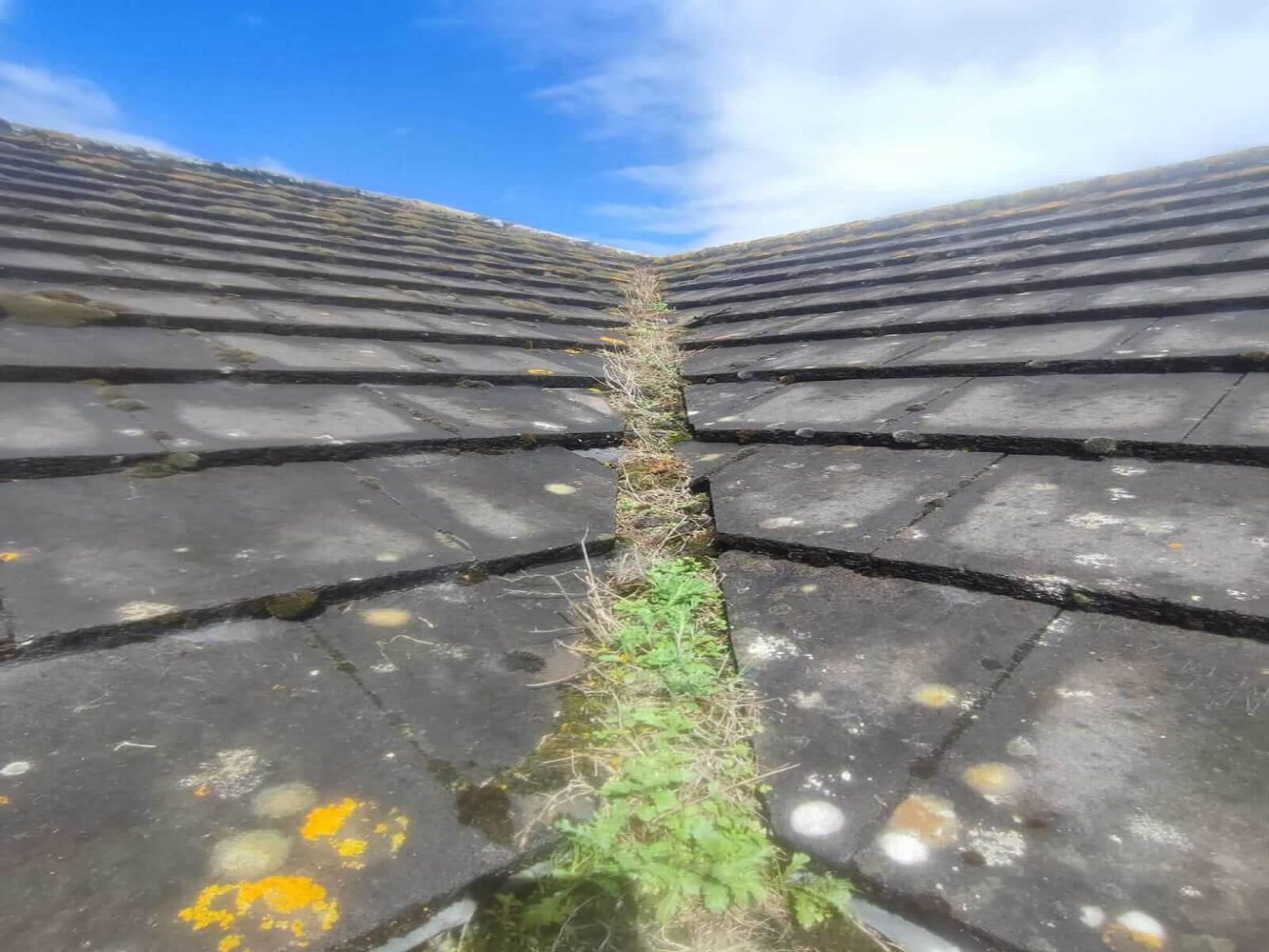 Roof Maintenance & Moss & Algae Removal