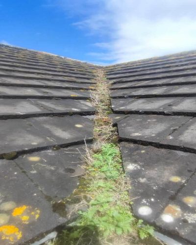 Roof Maintenance & Moss & Algae Removal